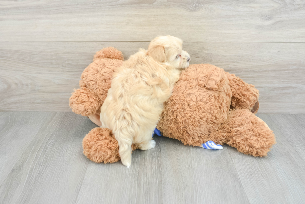 Maltipoo Puppy for Adoption