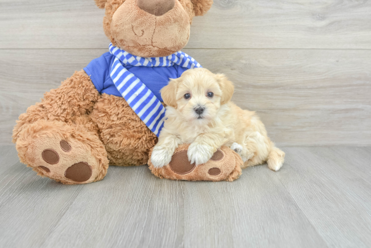 Maltipoo Pup Being Cute