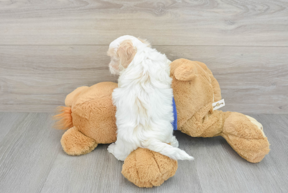 Maltipoo Puppy for Adoption