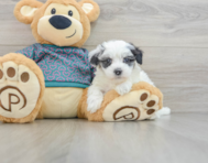 8 week old Maltipoo Puppy For Sale - Premier Pups