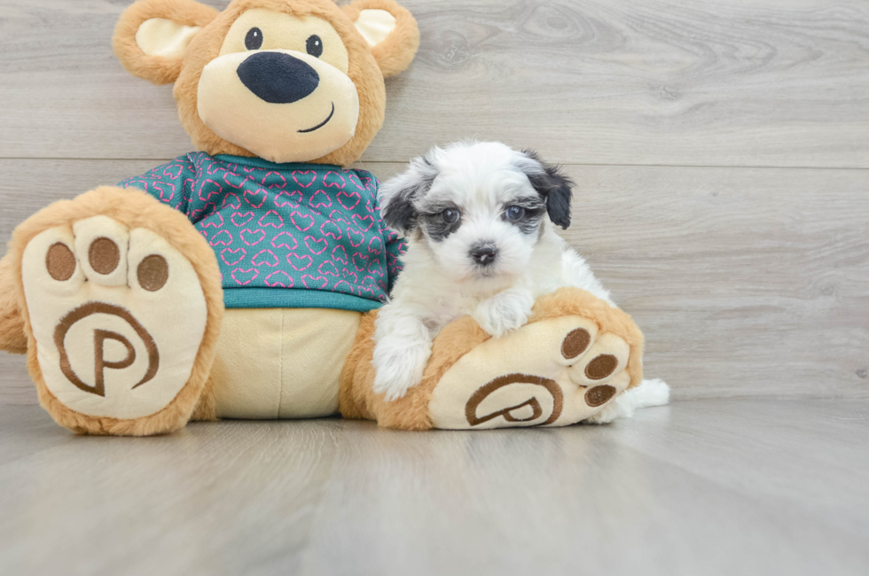 8 week old Maltipoo Puppy For Sale - Premier Pups