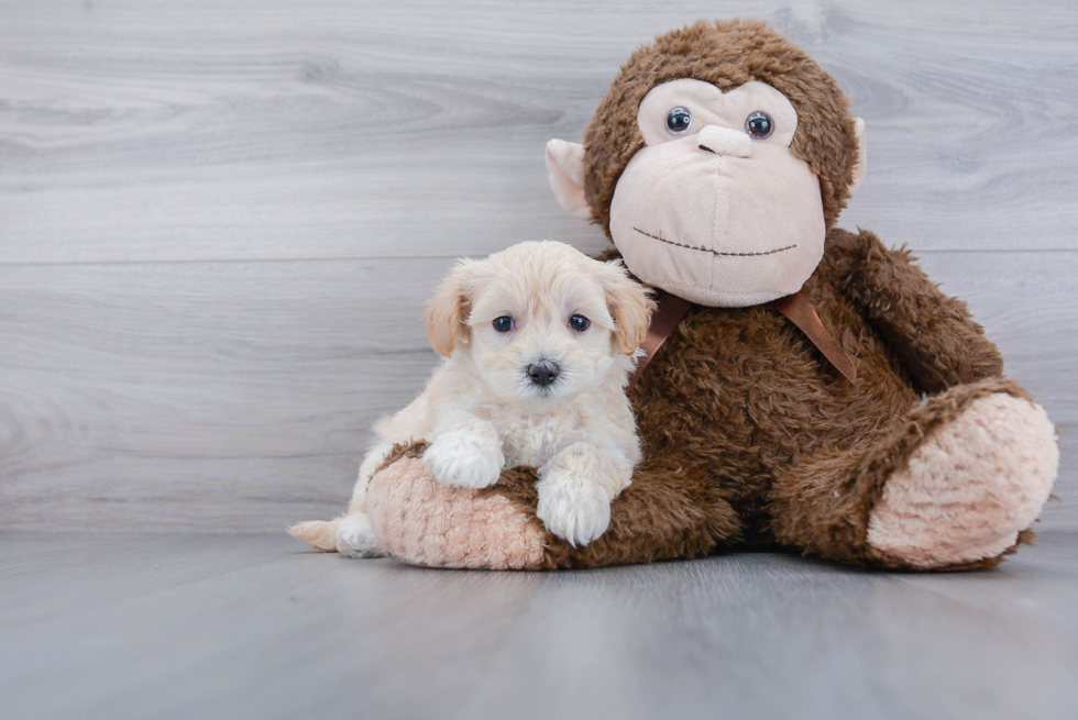 Maltipoo Pup Being Cute