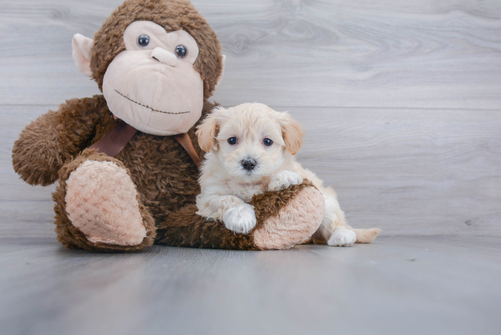 Hypoallergenic Maltepoo Poodle Mix Puppy