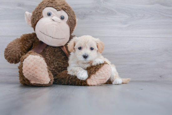 Hypoallergenic Maltepoo Poodle Mix Puppy