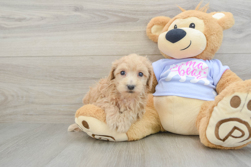 Meet Funyun - our Maltipoo Puppy Photo 1/3 - Premier Pups
