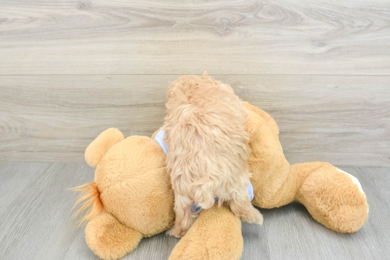 Meet Funyun - our Maltipoo Puppy Photo 2/3 - Premier Pups