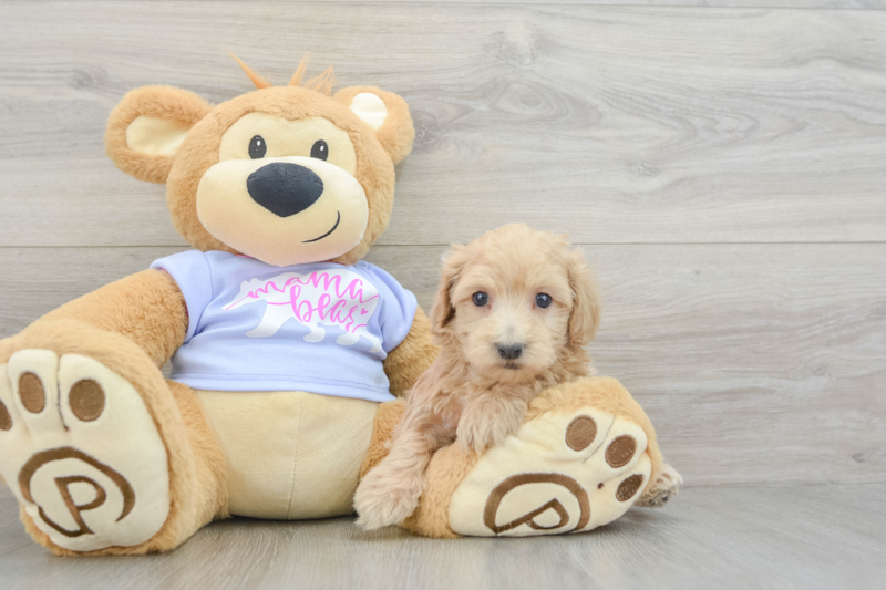 Meet Funyun - our Maltipoo Puppy Photo 3/3 - Premier Pups