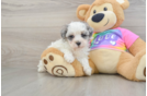 Smart Maltipoo Poodle Mix Pup