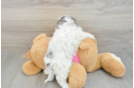 Fluffy Maltipoo Poodle Mix Pup