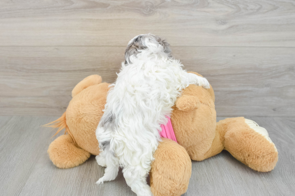Fluffy Maltipoo Poodle Mix Pup