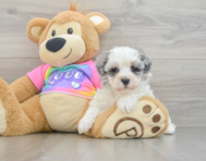 9 week old Maltipoo Puppy For Sale - Premier Pups