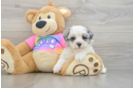 Adorable Maltidoodle Poodle Mix Puppy