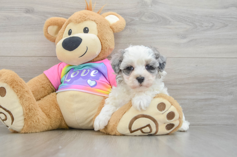 5 week old Maltipoo Puppy For Sale - Premier Pups