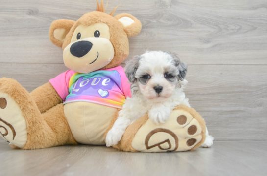 Adorable Maltidoodle Poodle Mix Puppy