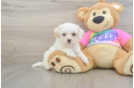 Fluffy Maltipoo Poodle Mix Pup