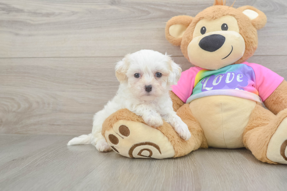 Fluffy Maltipoo Poodle Mix Pup