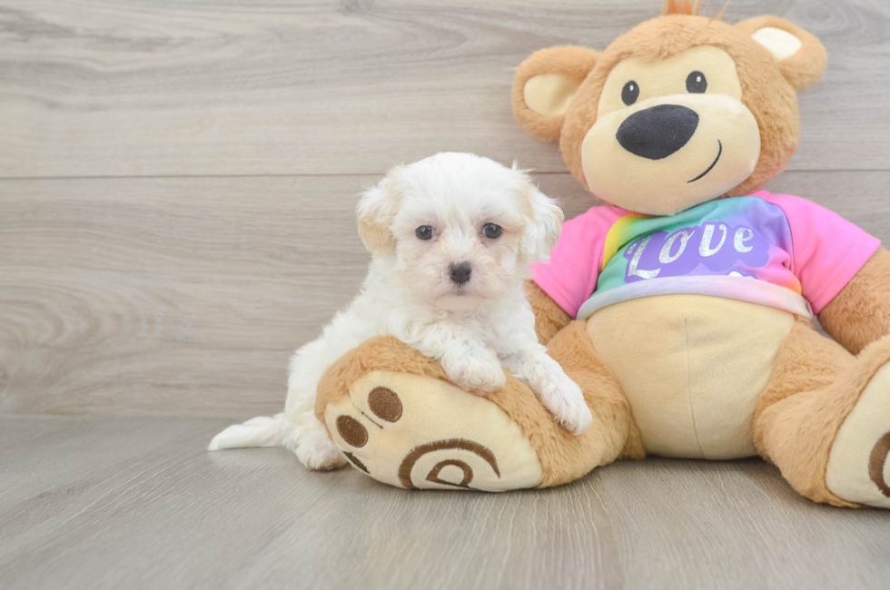 6 week old Maltipoo Puppy For Sale - Premier Pups