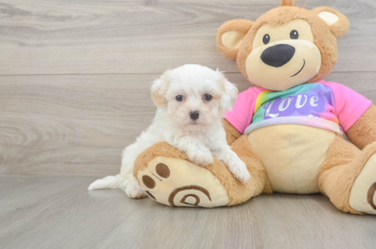 Fluffy Maltipoo Poodle Mix Pup