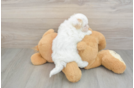 Best Maltipoo Baby