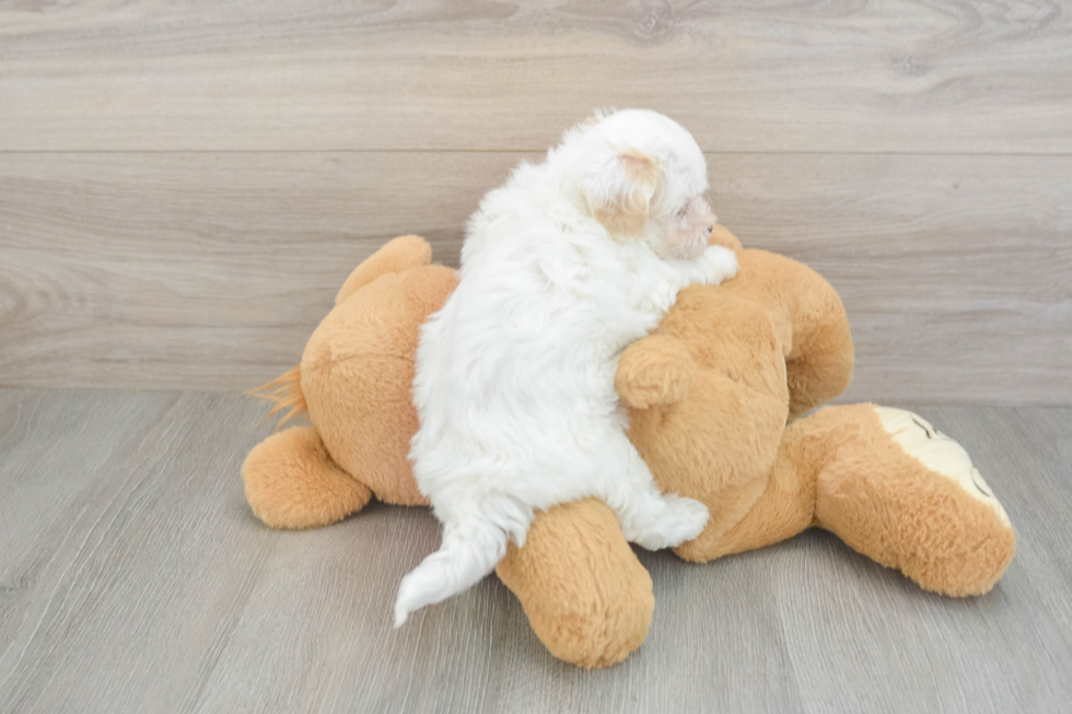 Best Maltipoo Baby