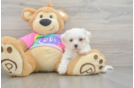 Maltipoo Puppy for Adoption