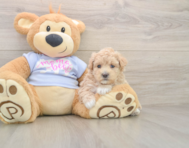 8 week old Maltipoo Puppy For Sale - Premier Pups