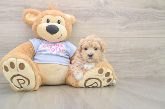 Smart Maltipoo Poodle Mix Pup