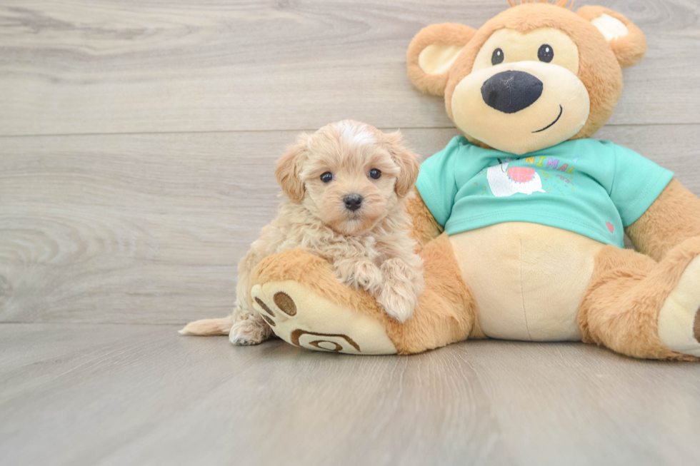 Maltipoo Puppy for Adoption