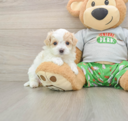 7 week old Maltipoo Puppy For Sale - Premier Pups