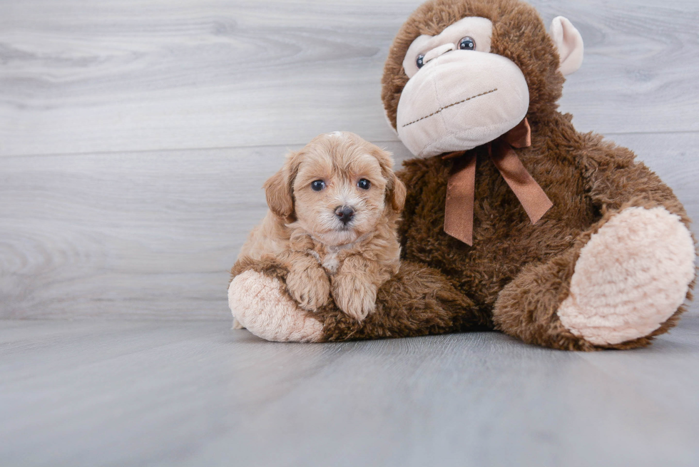 Fluffy Maltipoo Poodle Mix Pup