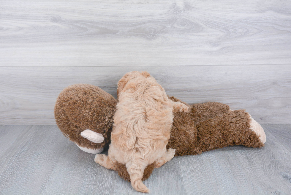 Playful Maltepoo Poodle Mix Puppy