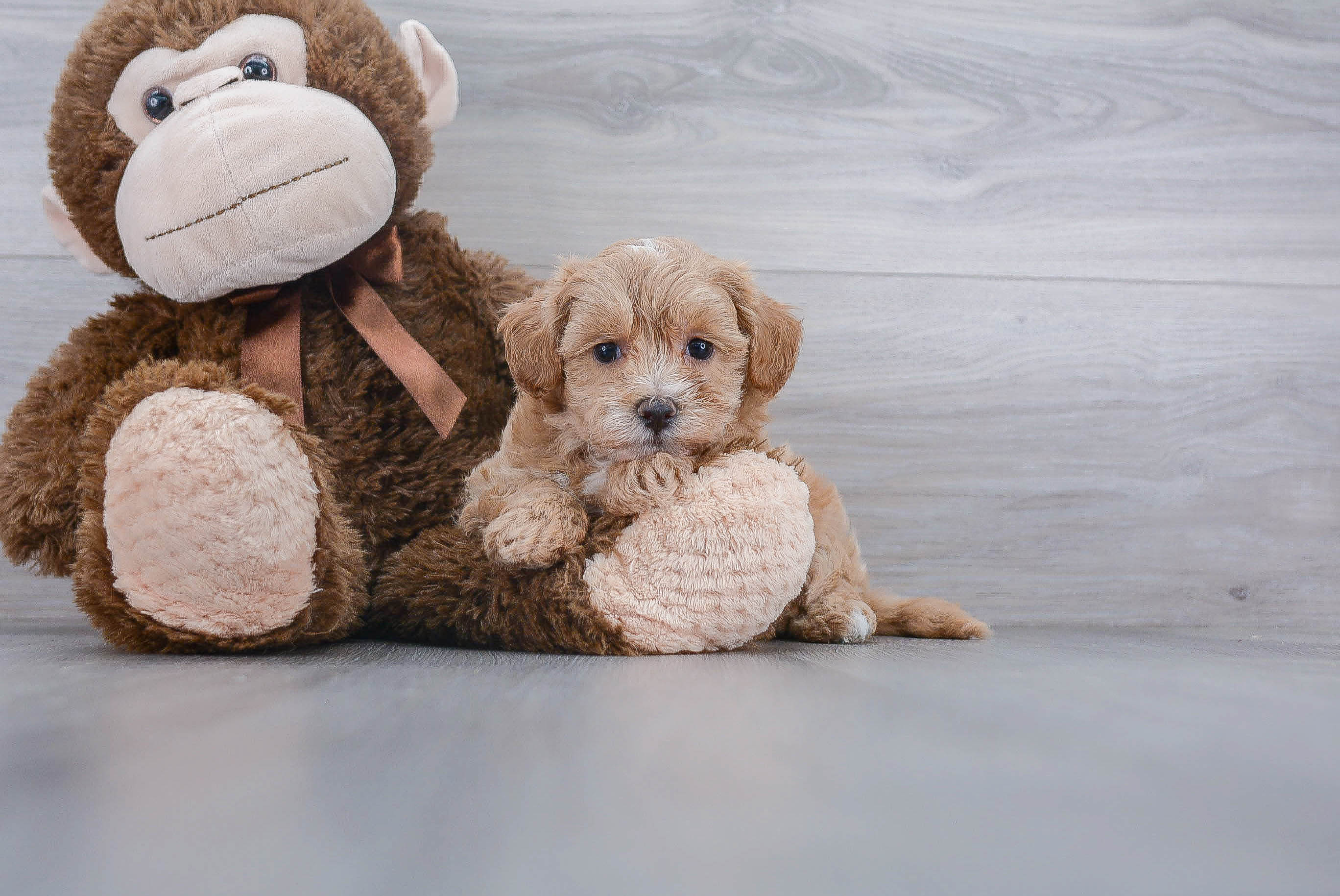 Best Maltipoo Baby