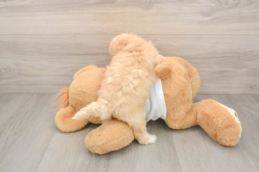 Playful Maltepoo Poodle Mix Puppy