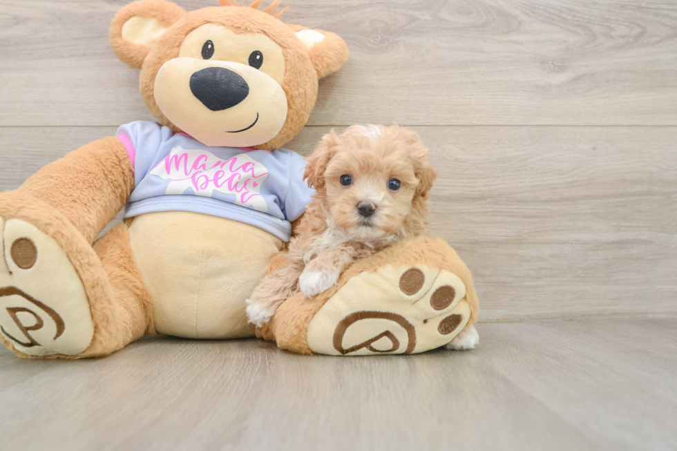 Sweet Maltipoo Baby