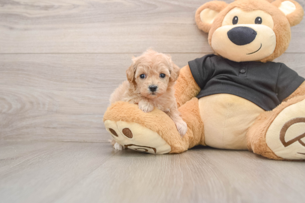 Maltipoo Pup Being Cute