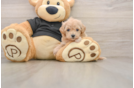 Funny Maltipoo Poodle Mix Pup