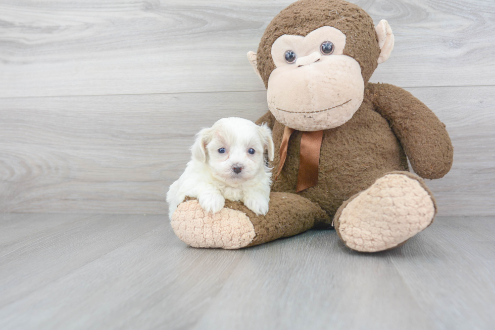 Energetic Maltepoo Poodle Mix Puppy