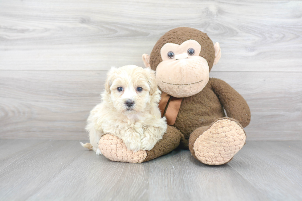 Maltipoo Pup Being Cute