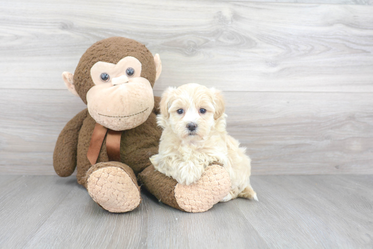 Happy Maltipoo Baby