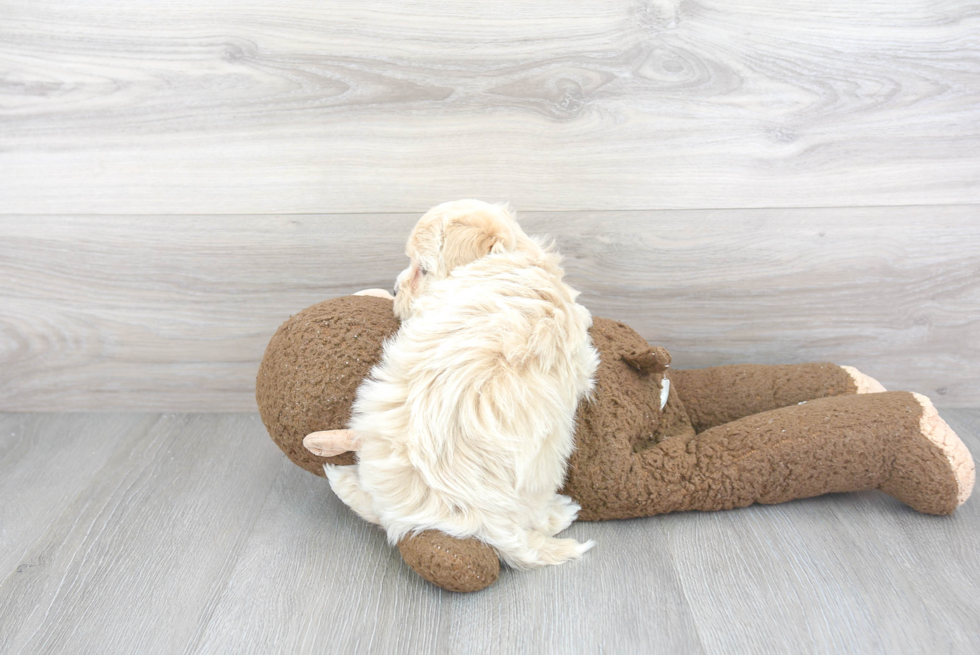 Maltipoo Pup Being Cute