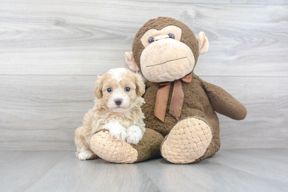 Best Maltipoo Baby