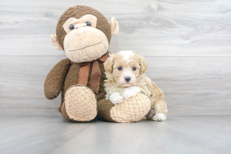 Best Maltipoo Baby