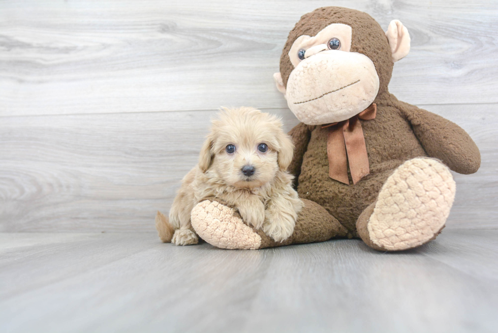 Petite Maltipoo Poodle Mix Pup