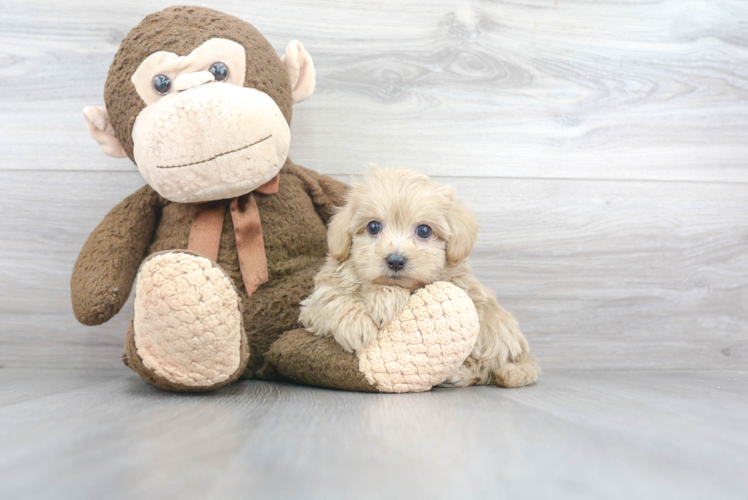 Small Maltipoo Baby