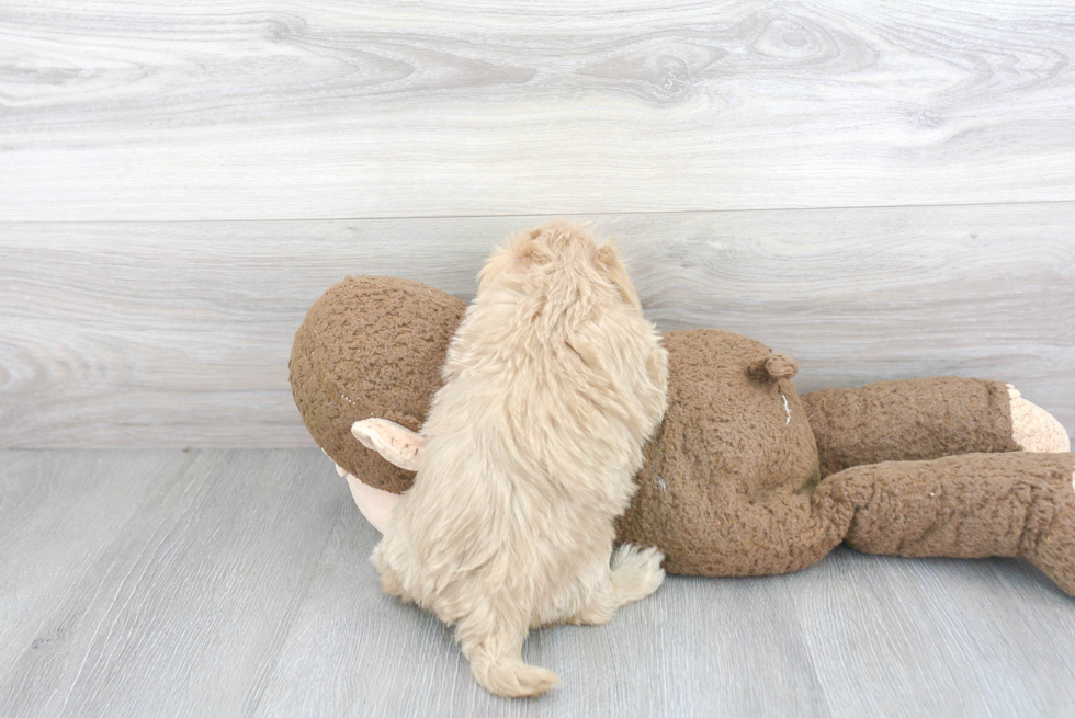 Maltipoo Pup Being Cute