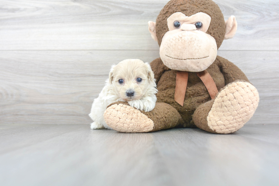 Maltipoo Pup Being Cute