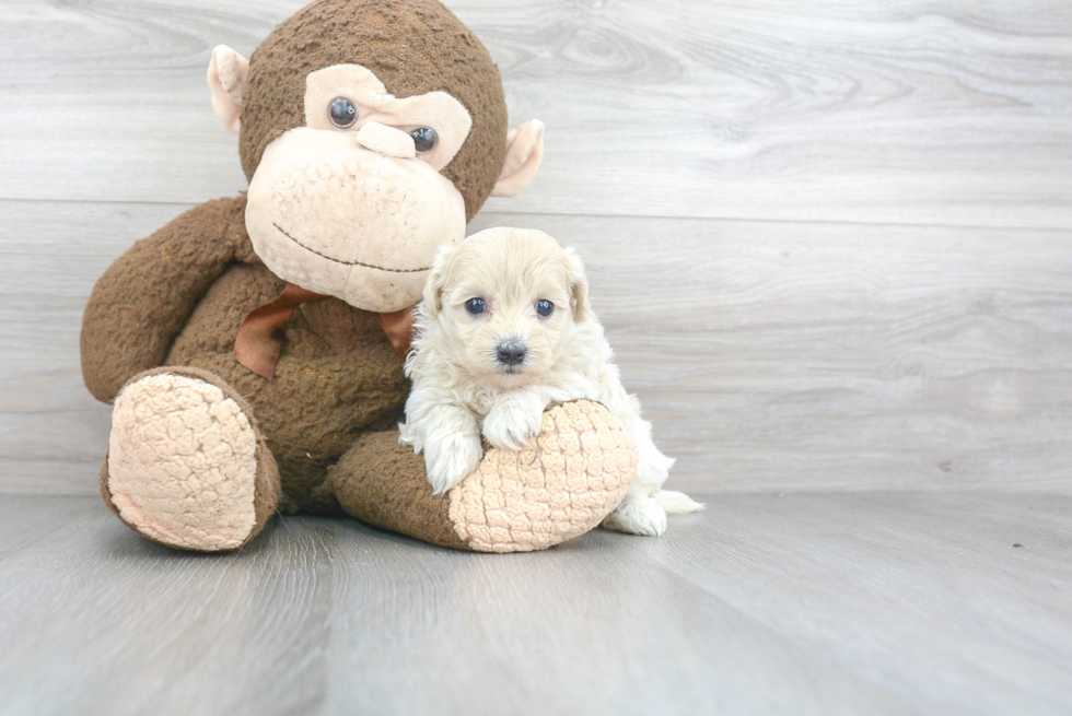 Little Maltepoo Poodle Mix Puppy