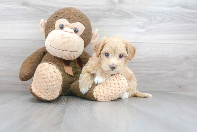 Petite Maltipoo Poodle Mix Pup