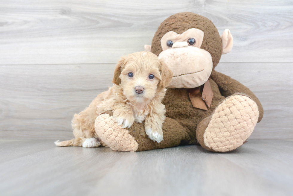 Happy Maltipoo Baby