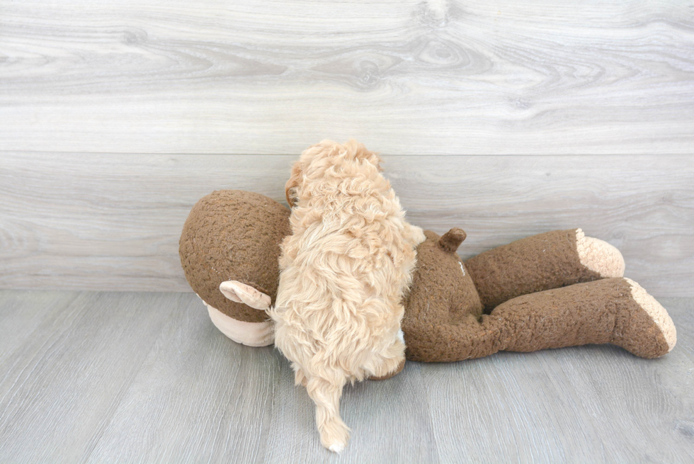 Best Maltipoo Baby